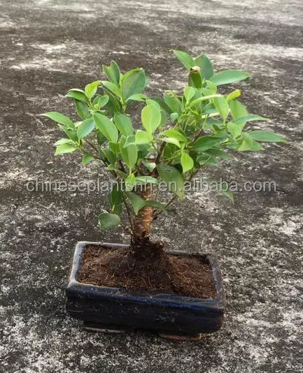 
 Фикус фикус RETUSA, Тайвань, фикус с золотыми воротами, мини бонсай, 15 см, в форме шара, для продажи  