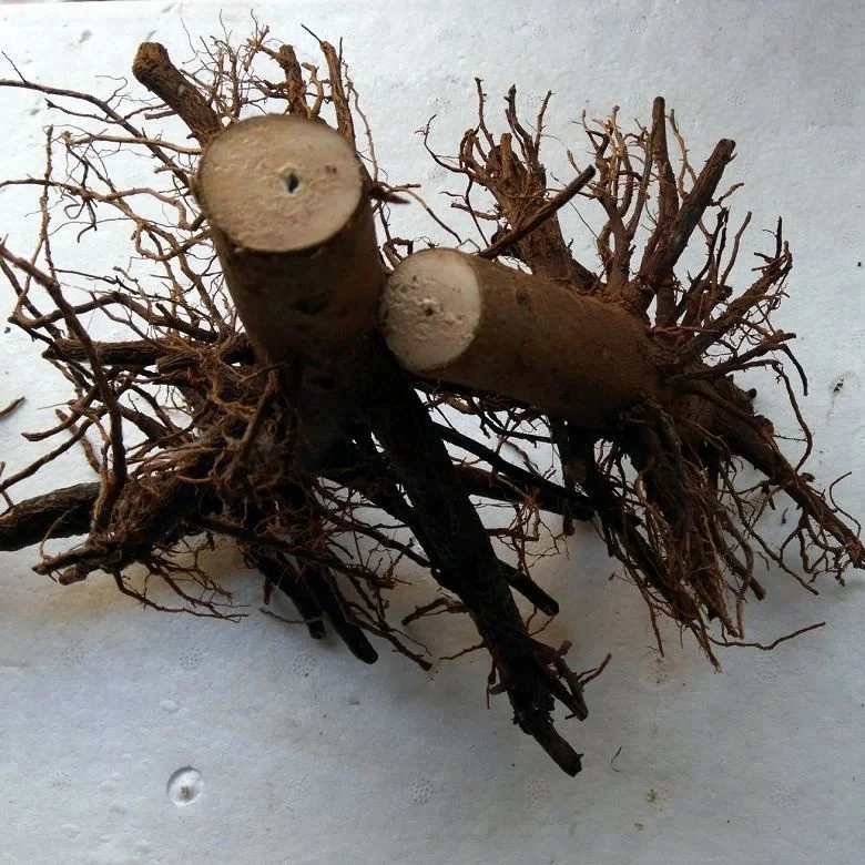 
Chinese supply pao tong tree paulownia hybrid shantong plants 