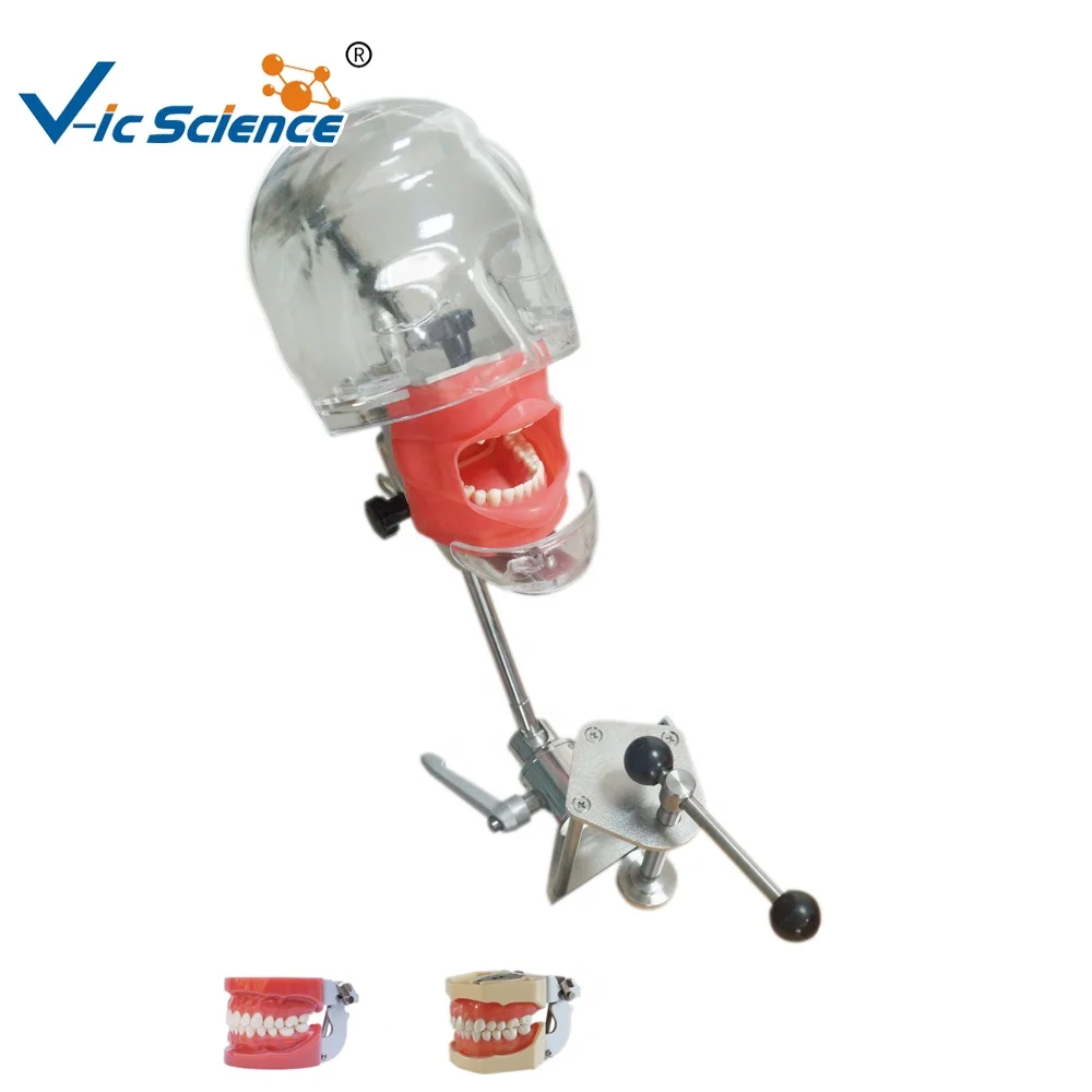 Dental simulator manikin articulator dental oral cavity simulation training simple head teeth model