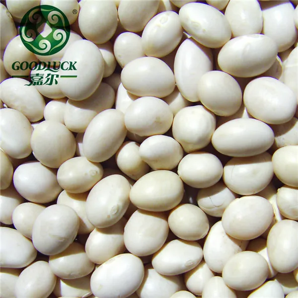 China HPS Polished Large White Alubia Kidney Beans Price
