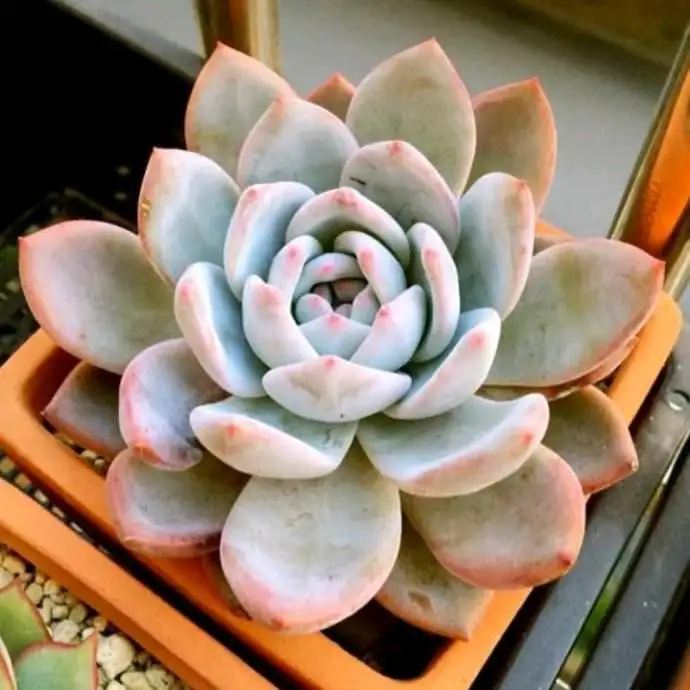 
Echeveria laui x lindsayana суккулент бонсай 