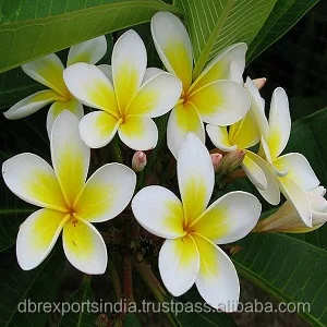 Frangipani Oil #1 from Indian Manufacturer Frangipani Oil #1 at wholesale rate