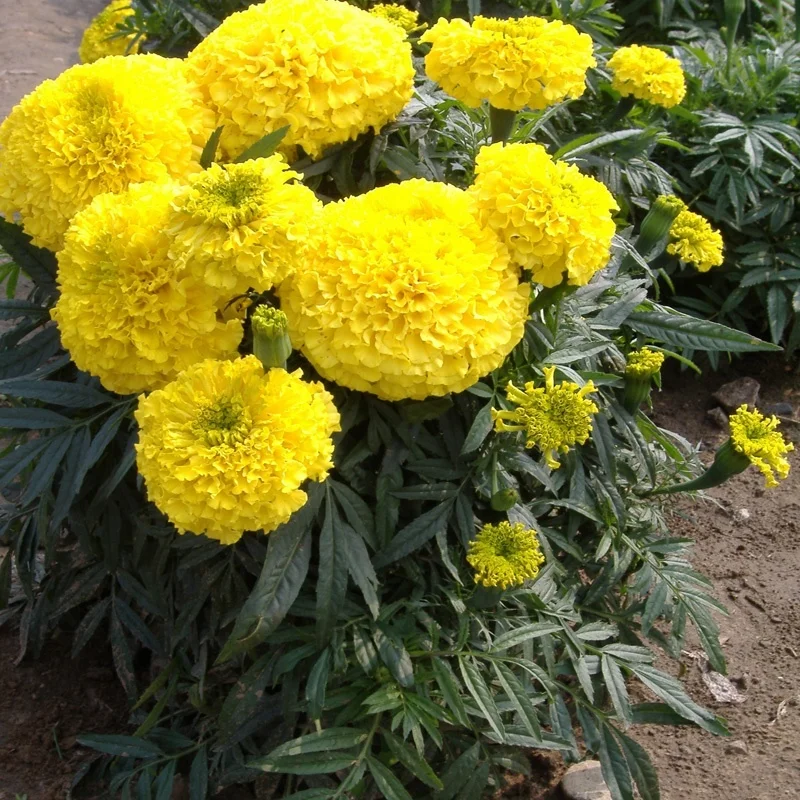 Hybrid high quality yellow marigold seeds for planting-Fengsheng