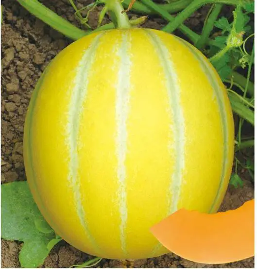 sweet Early maturity hybrid musk melon seeds good diseases tolerance