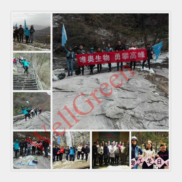 
Lycium barbarum planting base in Ningxia ,100% Organic dried goji berry chinese wolfberry 