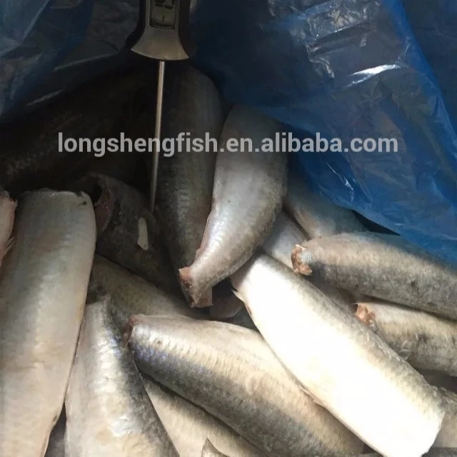 Замороженная Сардина HGT скумбрия HGT Тихоокеанская скумбрия