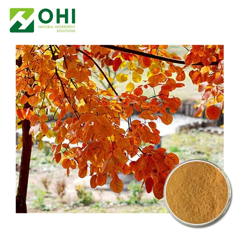 Rhus succedanea L powder extract Fisetin 98% HPLC