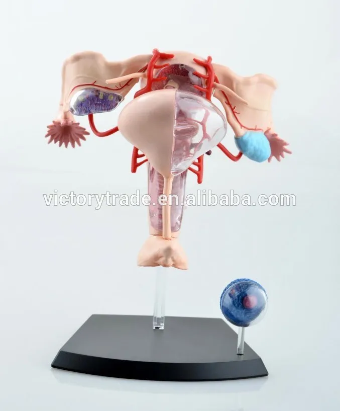 V-HM10 4D MASTER female reproductive system anatomical uterus model