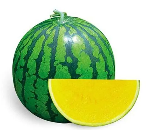 HW05 Disan yellow flesh,big oval green F1 hybrid seedless watermelon seeds