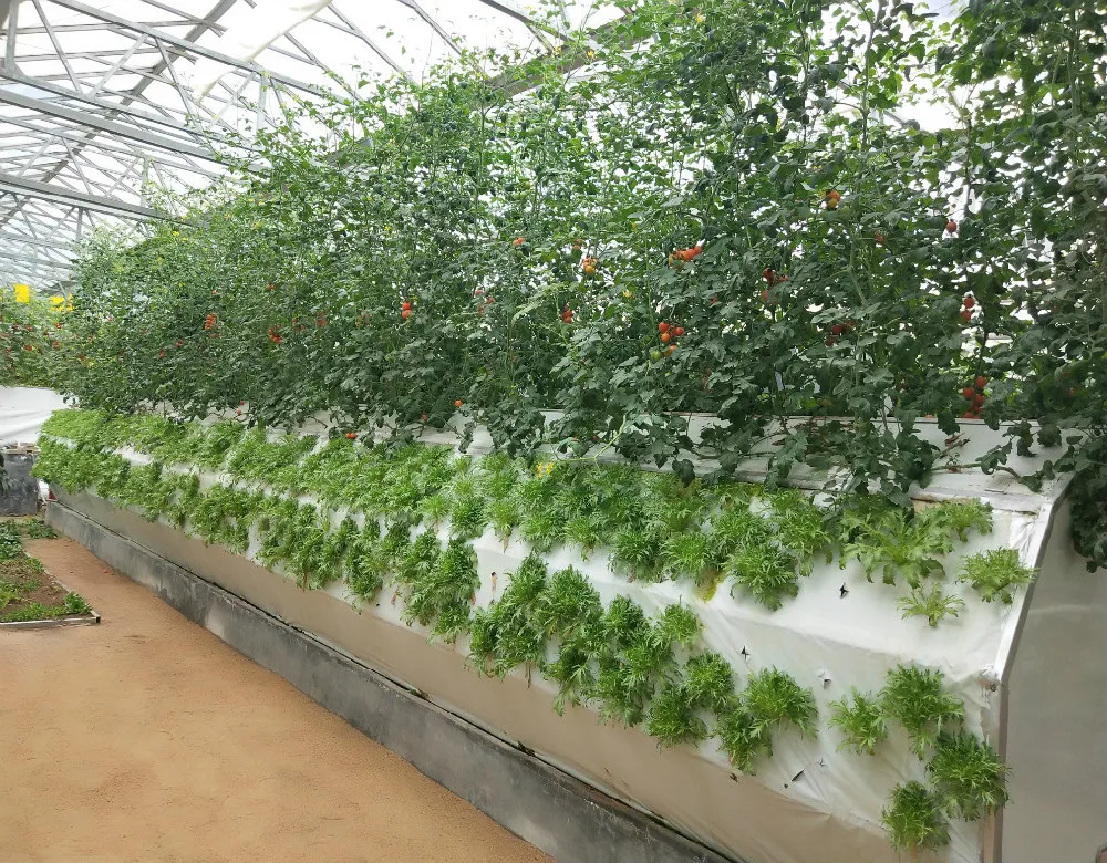 Low cost agricultural hydroponics PC Sheet greenhouse for strawberry/tomato/lettuce/cucumber growing