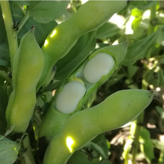 Оптовая продажа, высококачественные сушеные Широкие бобы, фасоль, цена