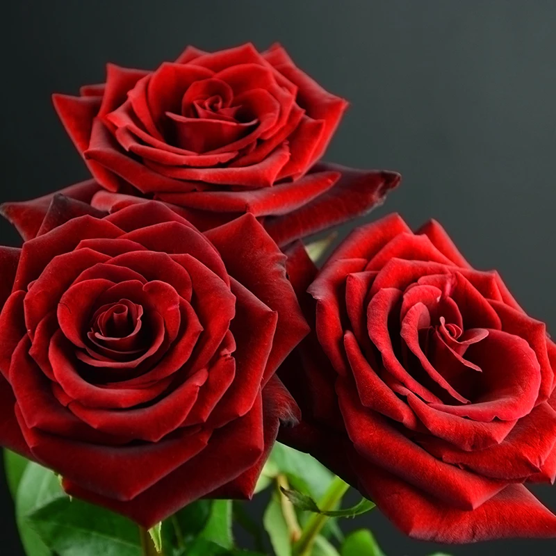 Оптовая продажа, разные виды свежих вырезанных цветов, черные розы для продажи