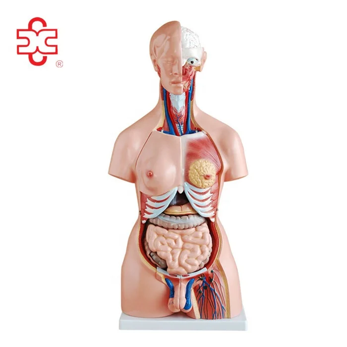 Dental Laboratory Human Anatomy Model