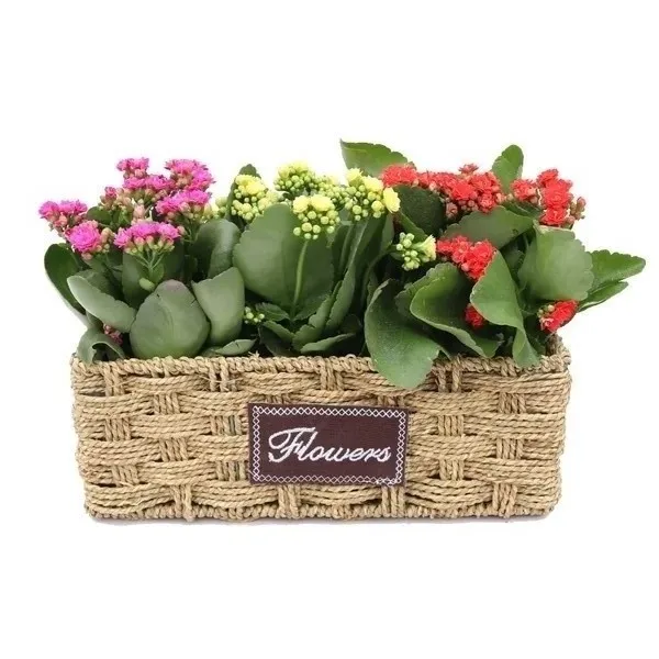 Декоративное растение бонсай каланчое blossfeldiana cv tom Thumb