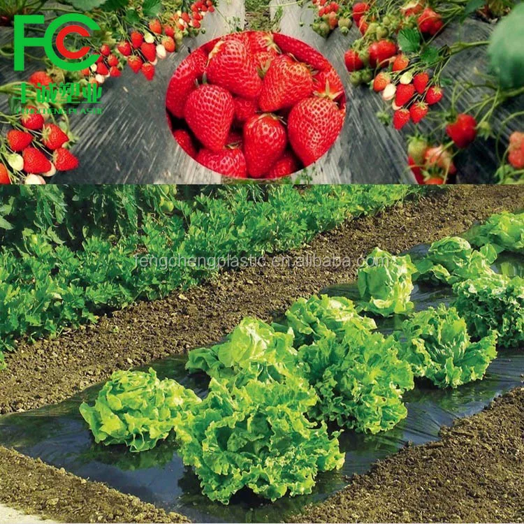 Black plastic mulch film for strawberry,cheap mulching film roll price,plastic rolls for laundry for sale hot