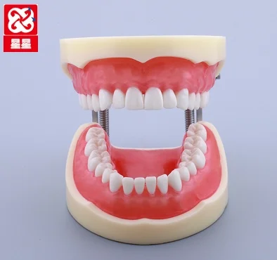 Стандартный постоянный Сменные Зубы Модель 32 шт. Nissin модель зубов