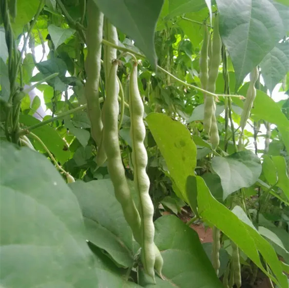 
vegetable seeds kidney beans seeds 