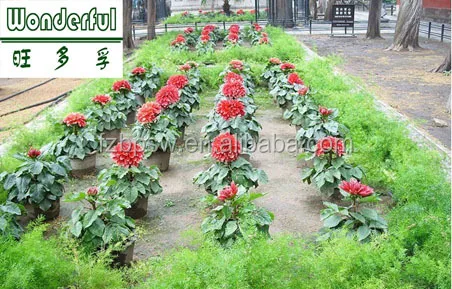 Brown and Black Seaweed Powder Fertilizer for Plant