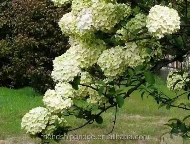 
Chinese Snowball Bush Tree Seedlings,Hydrangea L. 