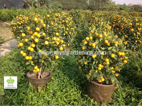 
Citrus mitis ( Citrofortunella microcarpa) orange tree 90-100cm for ornamental plant 