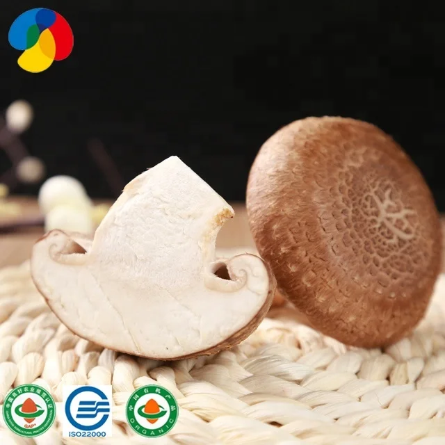 
China Qihe edible fungi shiitake mushroom seeds compost bags for sale /export to growing fresh shiitake mushroom 