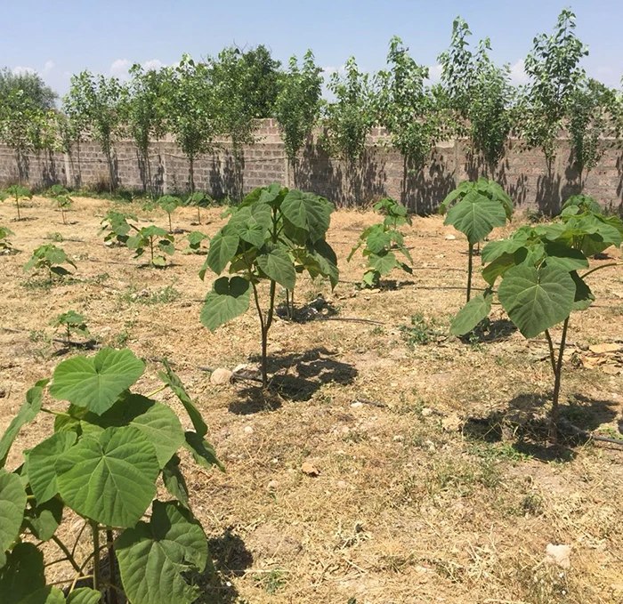 Paulownia kiri hybrid root 9501,shantong for timber