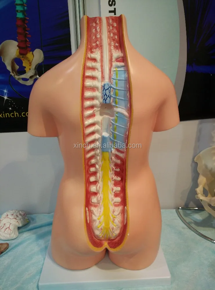 Dental Laboratory Human Anatomy Model
