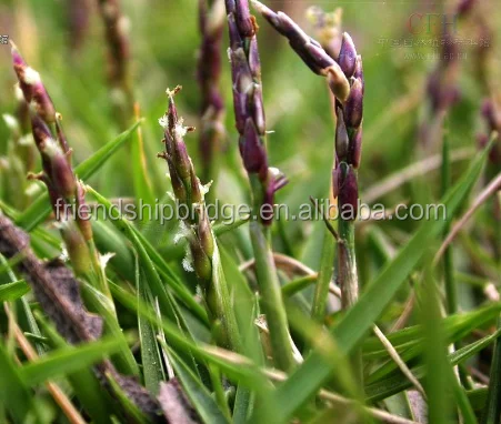 
Zoysia japonica 