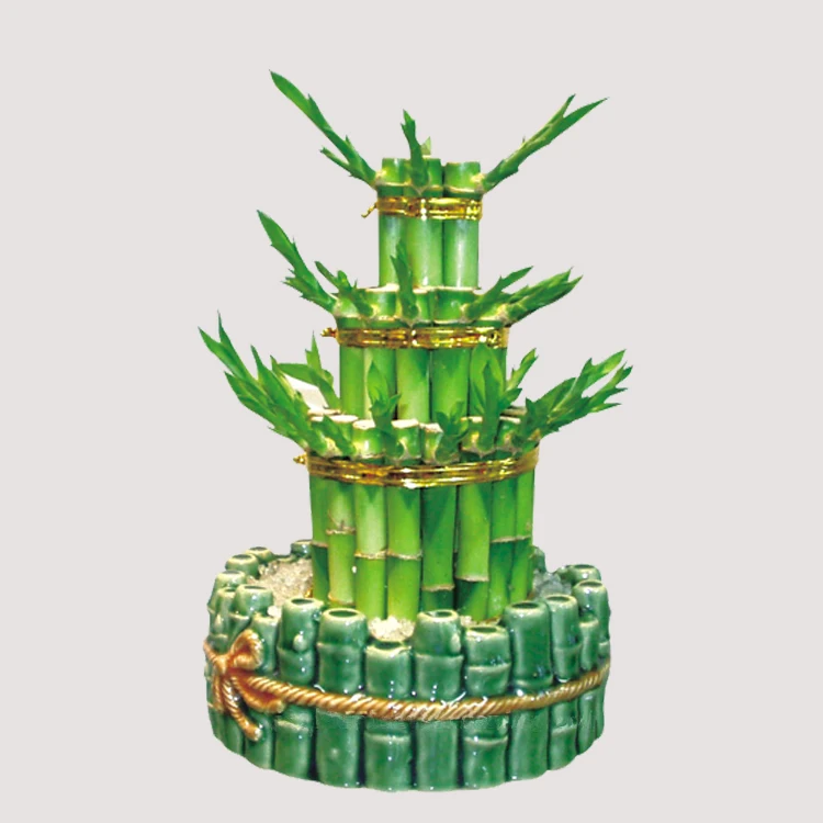 lucky bamboo feng shui plants ornamental plants india  dracaena sanderiana