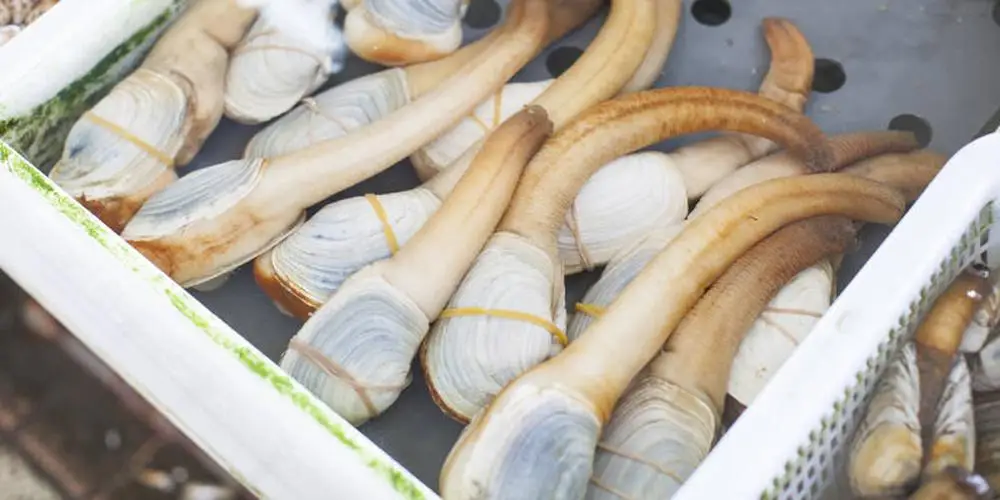
Live geoduck 