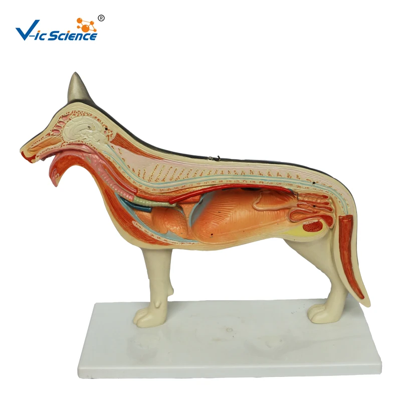biology animal anatomy model anatomical medical dog model medical science education model