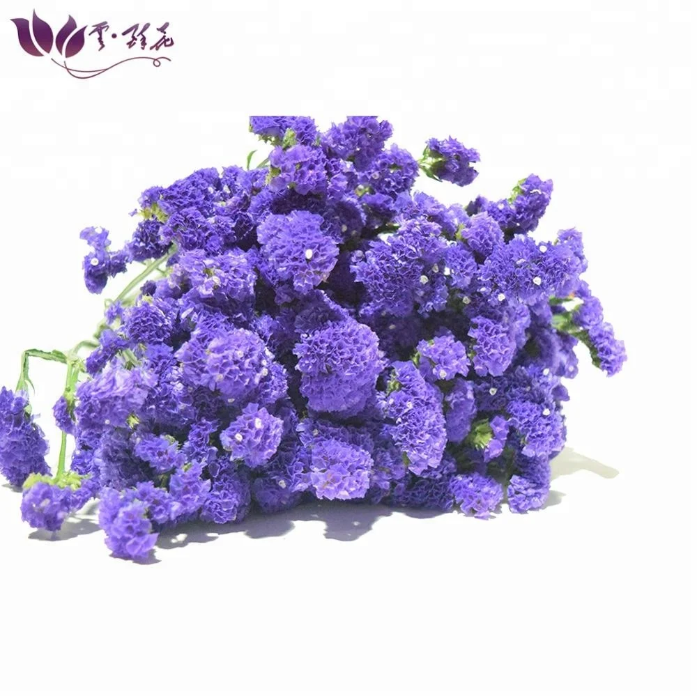 
Export colorful fresh myosotis cut flowers for holiday party 