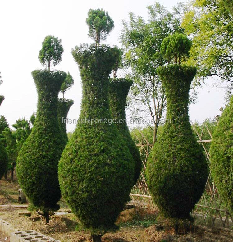 
 Кустарник завод китайский можжевельника рассада  