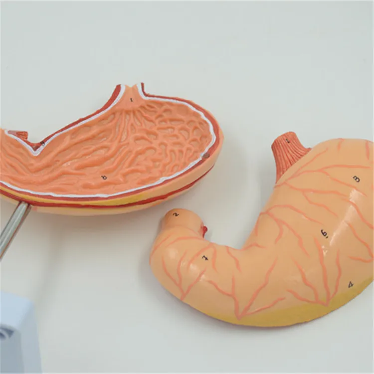 Оптовая торговля низкий прайс лапароскопической Абдоминальная человека модель желудка медицинская наука анатомическая модель 11*11*22,5 см PNT-0459 pnatomy