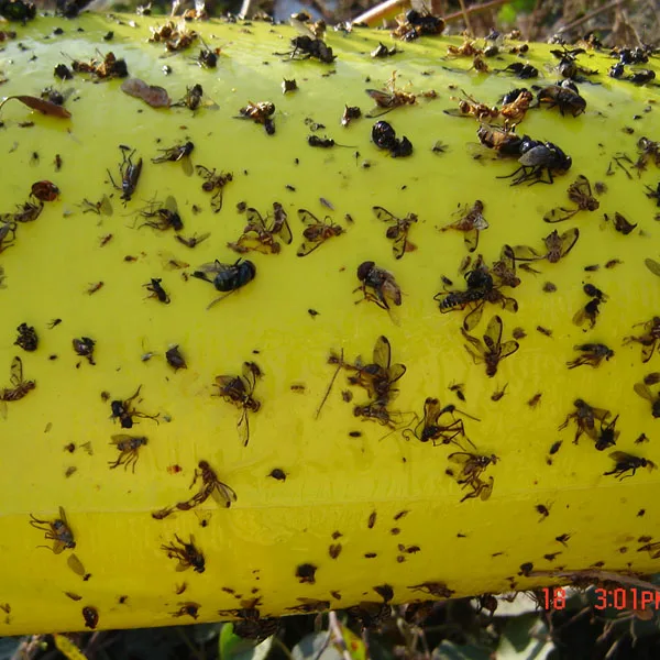 Hot sale Bactrocera cucurbitae pheromone lure melon fly catcher