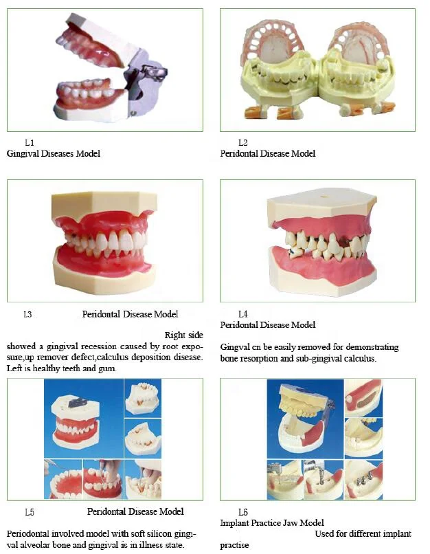Dental teeth Anesthesia Extraction Model with buzzer