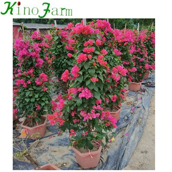 
wholesale blooming flower bonsai bougainvillea ball 
