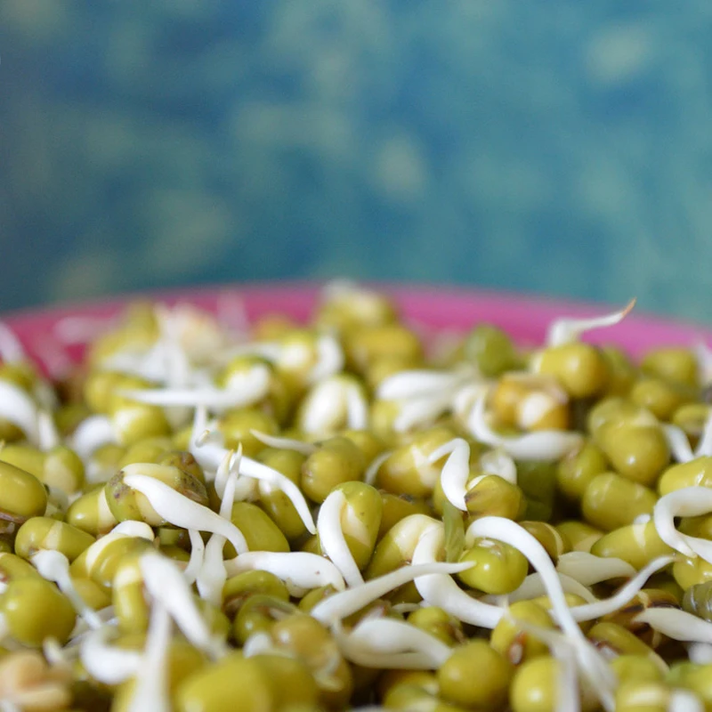 
Sprouting green mung beans vigna rediata 