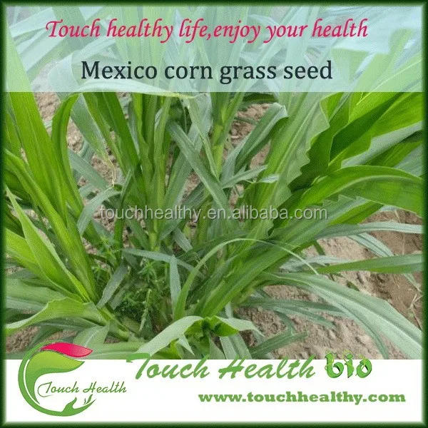
2021 mexico corn grass seeds compared with common forage yield increased by 40% -70% 1kg/bags 