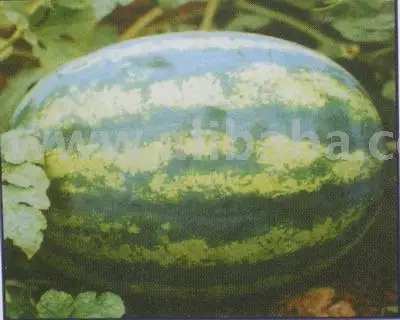 Семена арбуза Zheng Hybird F1 No. 1