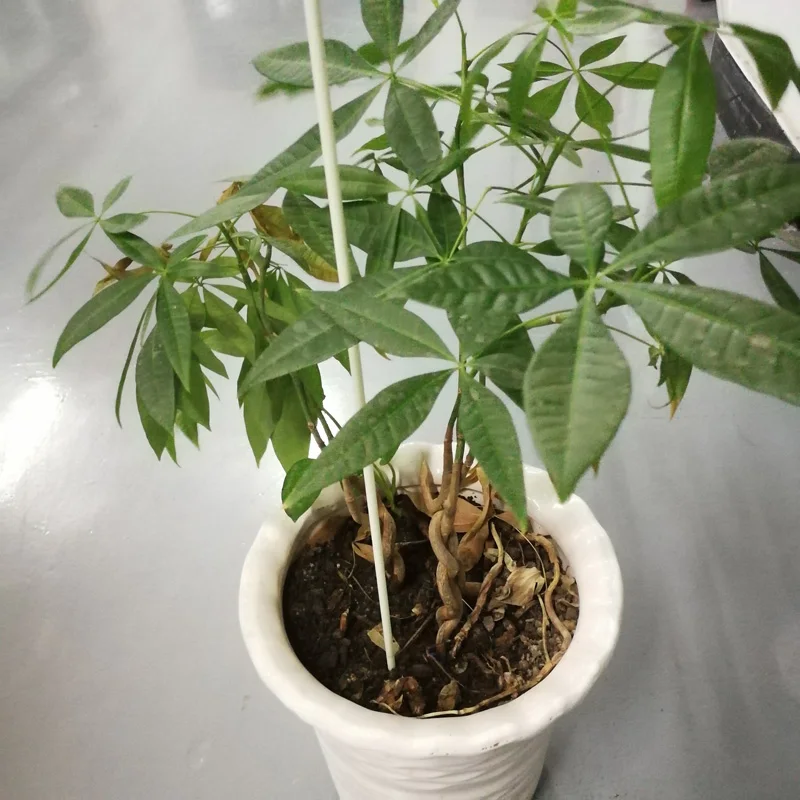 Best selling pointed end FRP nursery stake with super bending