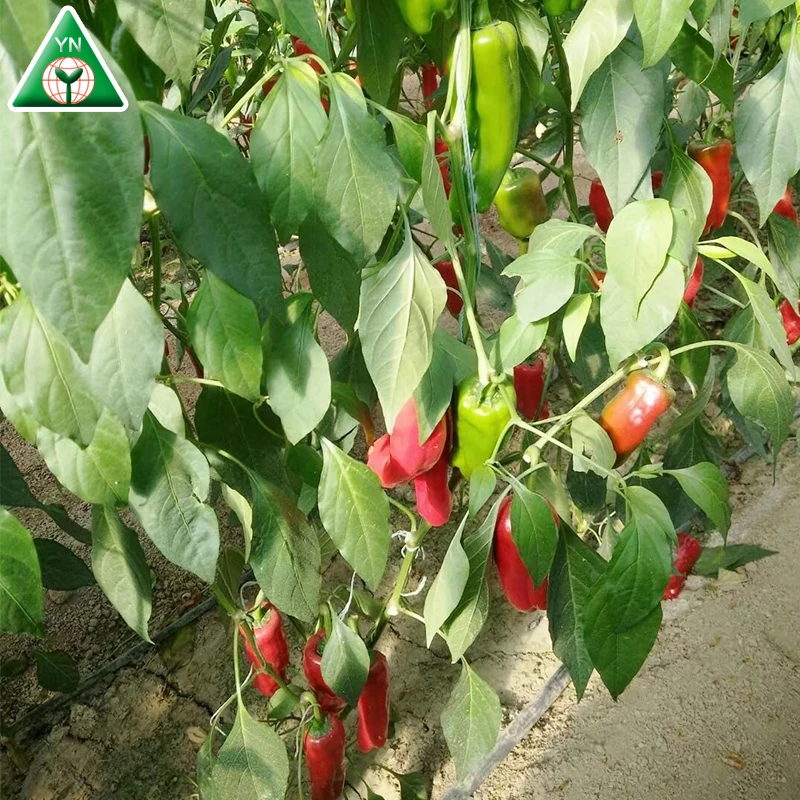 Chinese vegetable seeds BARTON F1 f1 hybrid red chilli seeds, hybrid vegetable seeds