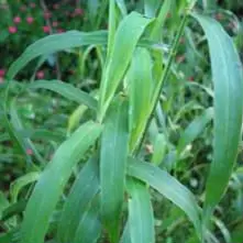 Palma Rosa Oil Fresh