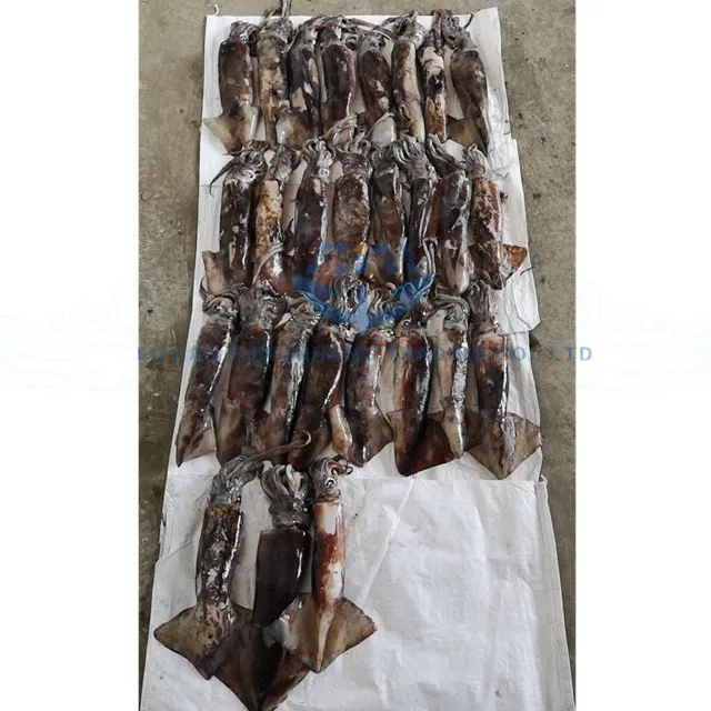 
Seafrozen jig catching Frozen equator squid 