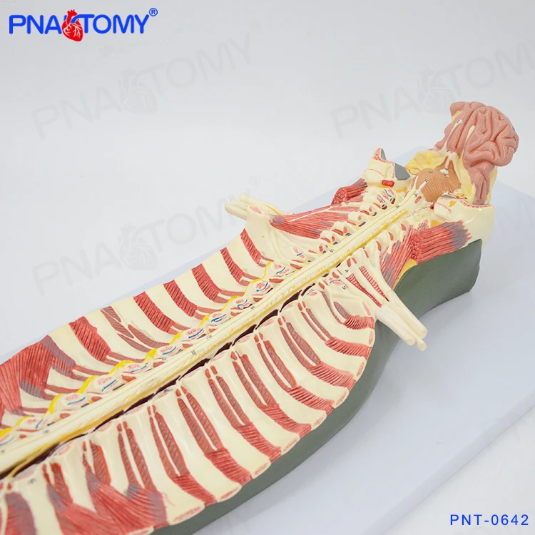 Spinal Cord in the Spinal Canal Model Brain Nerves Cerebral Nerves Anatomical Model Educational Equipment Medical Sciences