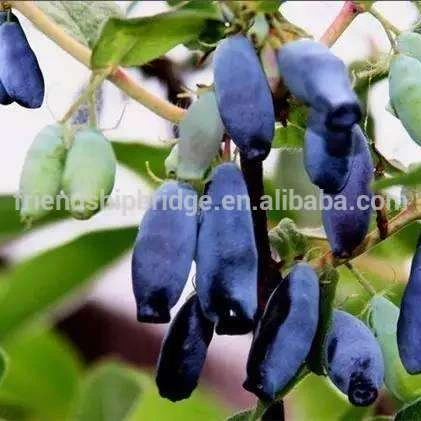 
fruit tree Lonicera caerulea var. edulis plants for exportation 