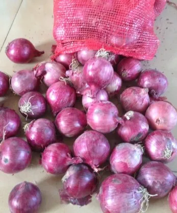 
all year supply fresh red onion 4 - 10 cm shandong 