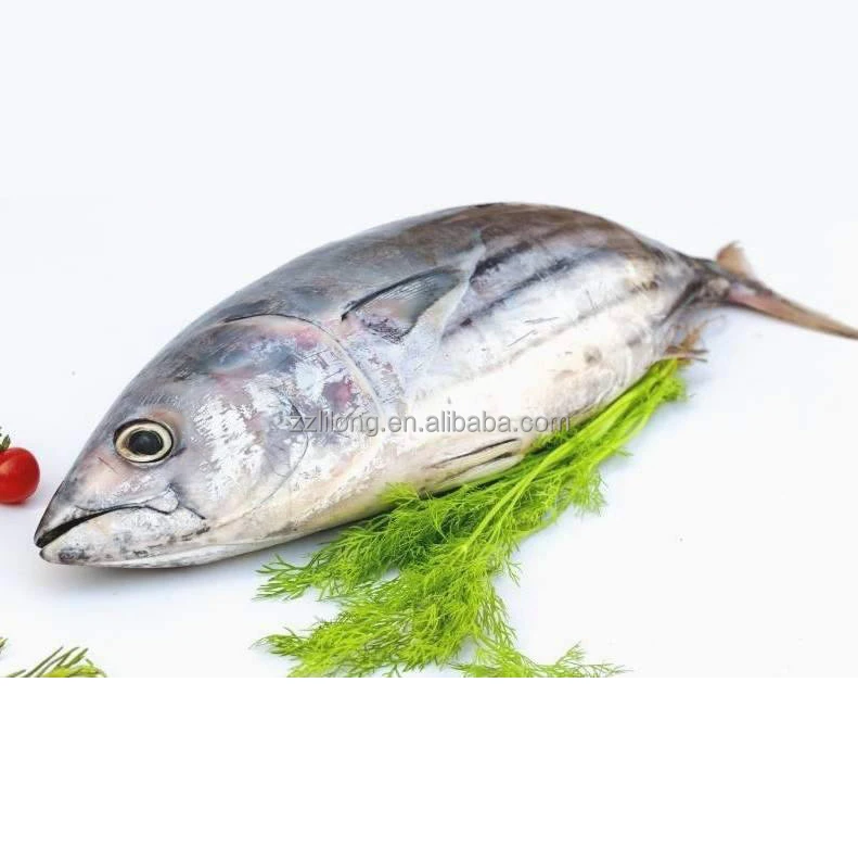 
Frozen Whole Round Skipjack Tuna 