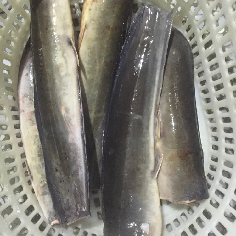 
chinese seafood factory wr black catfish fish for african market 