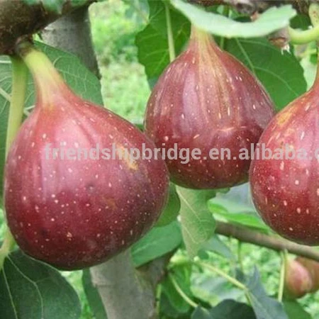 common Fig Trees for Fig fruits